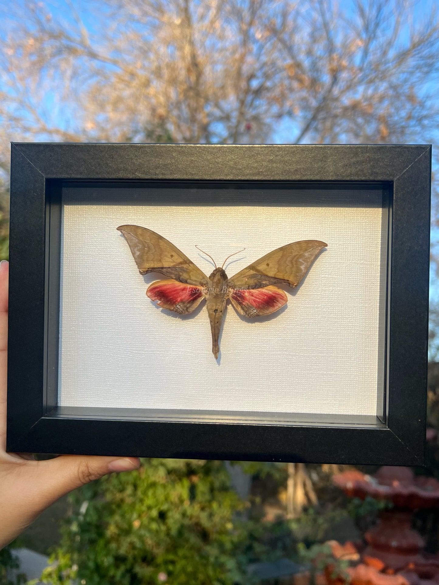 Hawk Moth