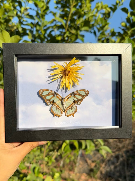 Siproeta Stelenes, Malachite Butterfly