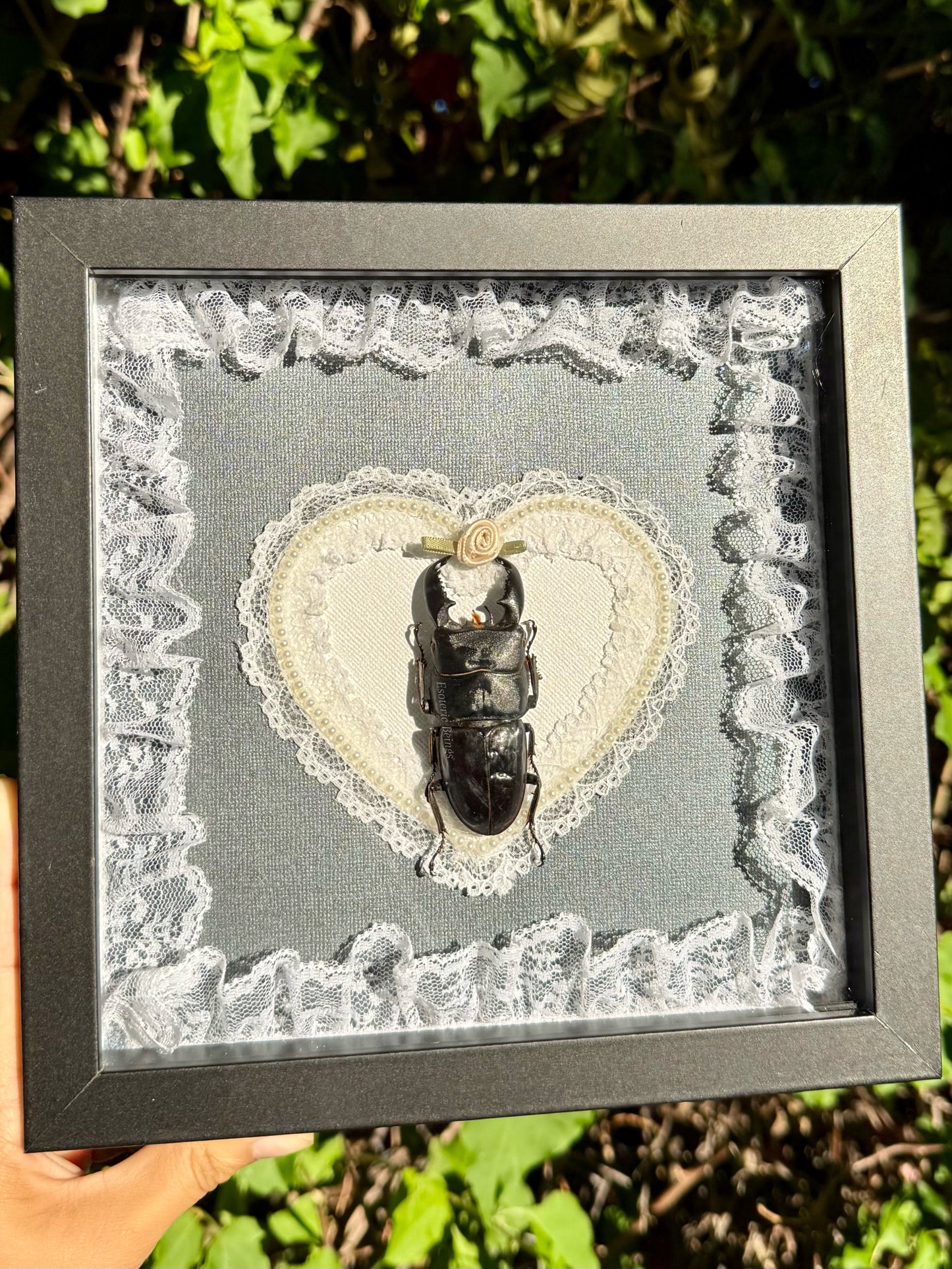 Dorcus Alcides, Stag Beetle [Off White]