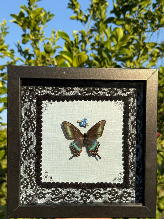 Papilio Maackii, Alpine Black Swallowtail