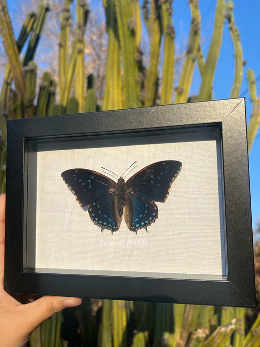 Charaxes tiridates STARRY NIGHT Butterfly Blue Africa