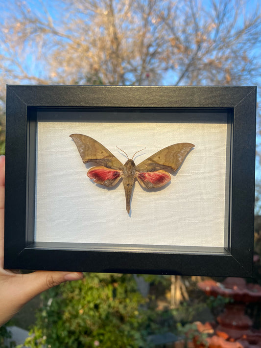 Hawk Moth