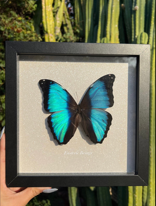 Blue Banded Morpho, Morpho Achillies